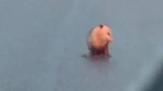 Animals behaving STRANGELY