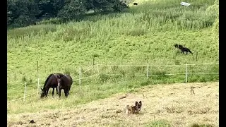I give horses fresh grass daily, regenerate growth & prevents over grazing