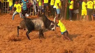கொலைவெறி தாக்குதல் நடத்தும் குணா காளை குமாரபாளையம் ஜல்லிக்கட்டில் Kumarapalayam Jallikattu 2022