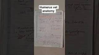 humerus vet anatomy #veterinary #anatomy #quick #revision #important