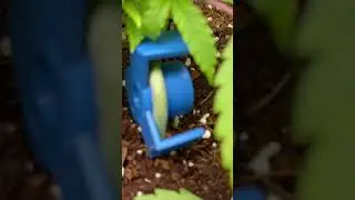 LST clips + young plants