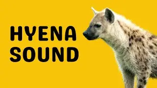 Hyena Sound | Laugh
