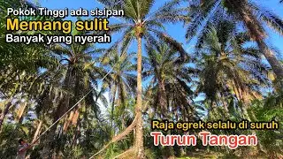 Panen sawit pokok tinggi ada sisipan memang sulit || Terpaksa raja egrek yang turun tangan 