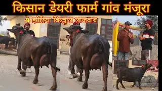 किसान डेयरी फार्म गांव मंजूरा 4 झोटिया बिल्कुल लाजवाब दूध तैयार की 