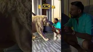 👑 humaid Albuqaish | Dubai 🇦🇪 King 👑 Sheikh Nawab with White Lion 🦁 #lion #dubai #sharjah