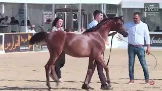 N.341 YAF-SALSABEL EL FAWARES - Manda Arabian Horse Show - Futurity Fillys 2024 A (Class 34)