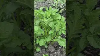 #474  The journey of a forgotten garden - Potato Plant - May 2025