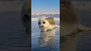 Милые мальки покорившие сердца 