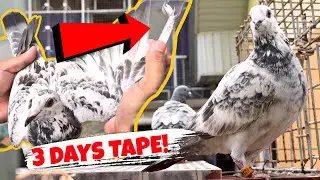 SPEEDBIRD NA KALAPATI KO TINURUAN AT TAPE KO