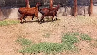 Elite Hissar sheep posing with their beauty