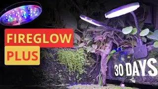 FIREGLOW PLUS (WRGB) | BEST BUDGET FRIENDLY WRGB For PLANTS