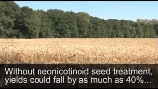 Plight of the Bees: The consequences of a ban on neonicotinoid seed treatments