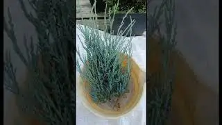 Как Черенковать Можжевельник Блю Эрроу Осенью