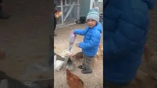 Grandson give treats and get 7 eggs.