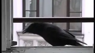 Raben sprechen rabisch