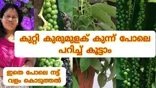 കുറ്റികുരുമുളക് തൈ ഉണ്ടാക്കുന്ന വിധവും / നടീലും അതിന്റെ  വളപ്രയോഗവും  /  തൈ Sale  ഉം # Bush pepper