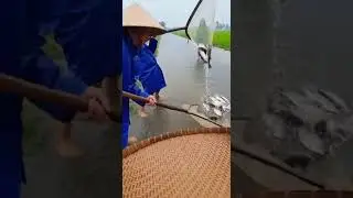 Episode 438: Catching Fish Ashore During the Rainy Season #calenbomuamua #calocvuotnuoc #sanbacca...