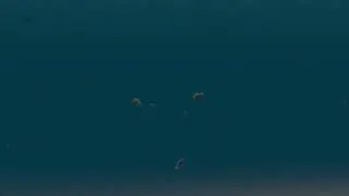 Water Mod Fish