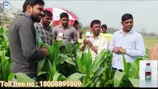 maize cultivation| plant growth | increased yield