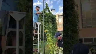 В Саду Победы сегодня день сбора хмеля! #Хмель #ОбщественныйСад #Пиво