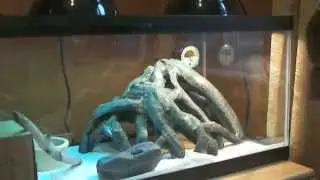 Cornsnake33 contest entry - Titan