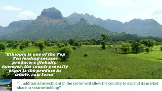 Ethiopia&rsquo;s Agriculture exports & the need for more processing locally: The case of sesame production
