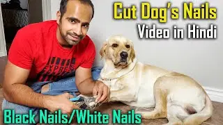 How to Cut Dog's Nails at Home Yourself (Black and White Nails) | Detailed Video with Demo | Hindi