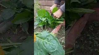 Spinach cut and come again