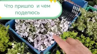 Получила новинки для вас и для сада