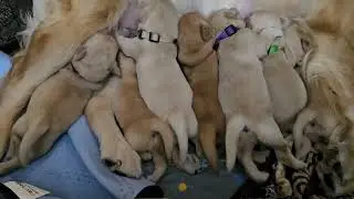 One week old Golden Retriever puppies wagging their tails as they nurse