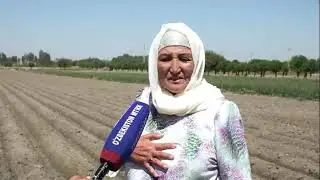 🌽 АГРО ТАРАҚҚИЁТ // Самарқанд вилоятида такрорий экинлар даромад манбаига айланмоқда