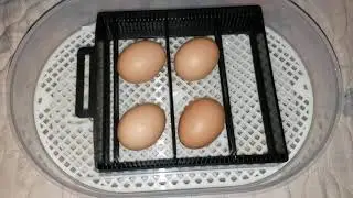 Quick demo of the Magicfly auto egg incubator