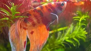 Mj family aquatics . is live!