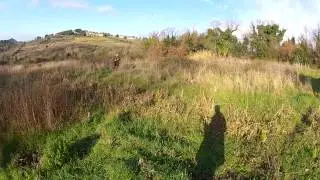 Caccia mista ..colombi e fagiani  .toscana