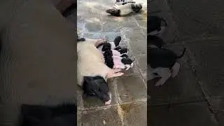 Cute Piglets Drinking Milk from Mothers 🐖🐷