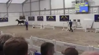 Levisto Alpha Z (Leandro - Carolus I - Calypso II ) stallion approval Zangerheide 2012
