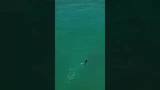 Amazing Fishing Catching Big fish Catfish #shorts #fishing #beta  27