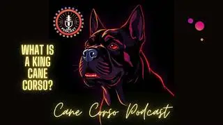 What Is A King Cane Corso?