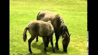 Pony Facts - Facts About Ponies