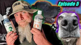 СТАРЫЙ Пёс, НОВЫЕ ТРЮКИ - ЧАСТЬ 5 | Mephisto Genetics Guava Fig Days 36-42