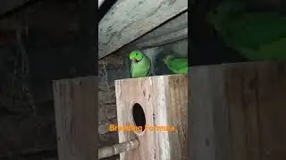 Breeding Formula for Indian Green Ringneck parrots to get Breed | Mating and Food Exchange Tips