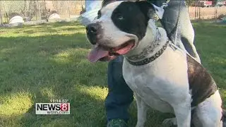 Desmond's Law gives pets more power in animal cruelty cases