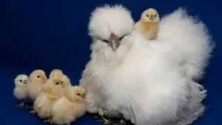 Fancy chicks