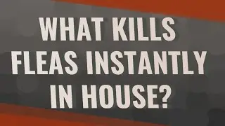 What kills fleas instantly in house?