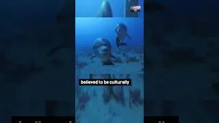 🐬 Dolphin Discovery: Sponges as Tools 🌊✨ #Dolphins #OceanMarvels #Animals #MarineLife #shorts