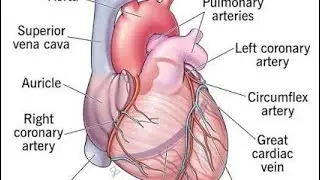 Heart Functioning#health #yoga #motivation #viralvideo #trendingvideo