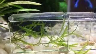 Ghost shrimp hiding in homemade hideaway