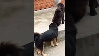Uttrakhand bhotiya dog full fight😲😲😲😲 video