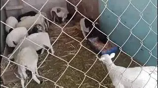  borregos  engorda y destete