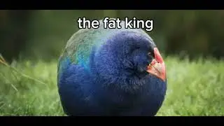 the fat king bird